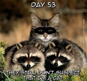 funny-cat-pics-raccoon